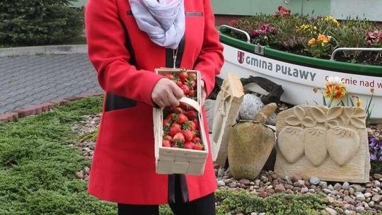 Pierwsze truskawki w gminie Puławy