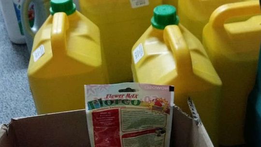 Plantacja konopi indyjskich w Kolonii Słowatycze Plantacja konopi indyjskich w Kolonii Słowatycze