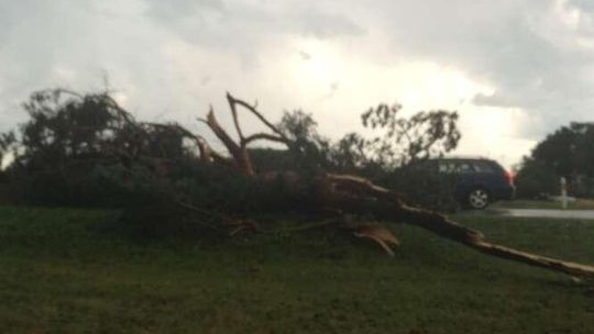 Świerszczów: Drzewo zawaliło się na drogę nr 82