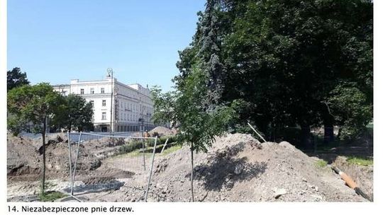 Drzewa na pl. Litewskim