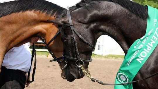 Konie rady małopolskiej Konie rady małopolskiej