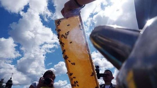 Pszczoły na dachach KUL-u