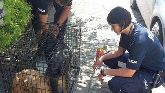 Psy dryfowały na gałęzi. Ktoś je wrzucił do wody Psy dryfowały na gałęzi. Ktoś je wrzucił do wody