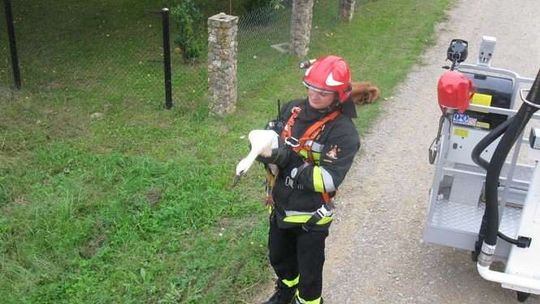 Strażacy uratowali boćka