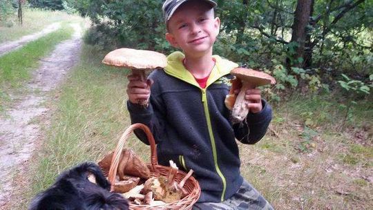 Grzyby w lasach - zdjęcia czytelników