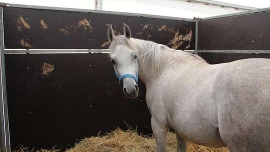 Święto Konia Arabskiego ruszyło 