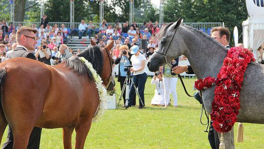 Narodowy Pokaz Koni Arabskich Czystej Krwi