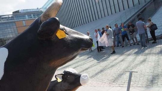 Protest producentów mleka