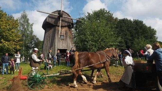Wykopki w Muzeum Wsi Lubelskiej