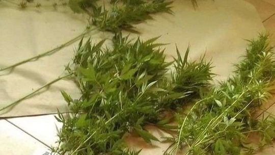 Odpowiedzą za handel narkotykami