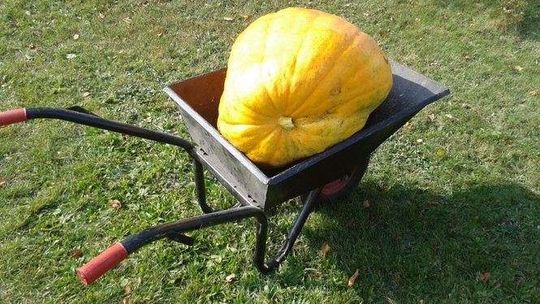 Ogromne dynie z Łuszczowa Pierwszego