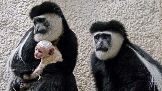 Gereza urodziła się w zamojskim zoo Gereza urodziła się w zamojskim zoo