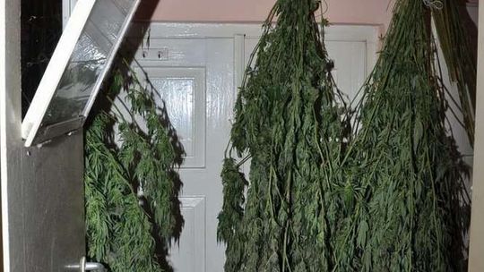 Marihuana ukryta m.in. w piecu kaflowym