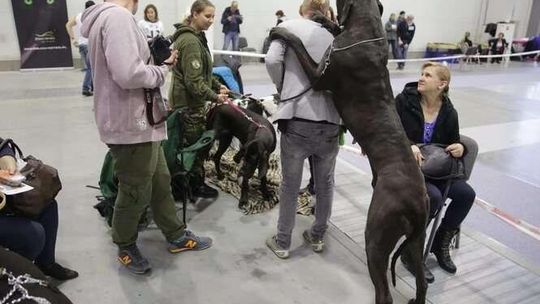 Wystawa psów