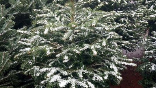 Ceny choinek Ceny choinek