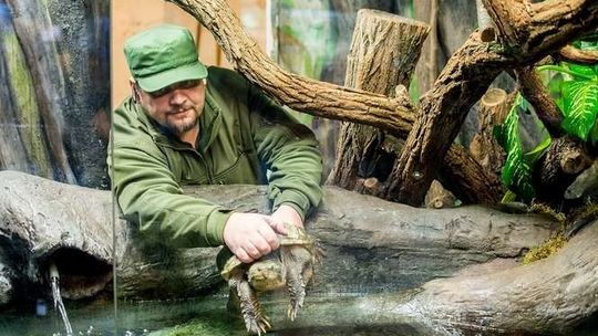 Egzotyczny i niebezpieczny żółw trafił do zoo w Zamościu