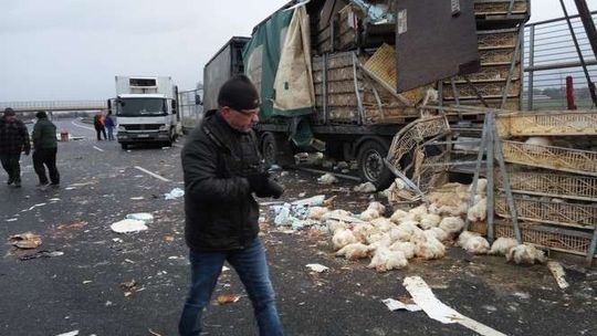 Wypadek na obwodnicy Lublina. Ciężarówka wypełniona kurczakami Wypadek na obwodnicy Lublina. Ciężarówka wypełniona kurczakami