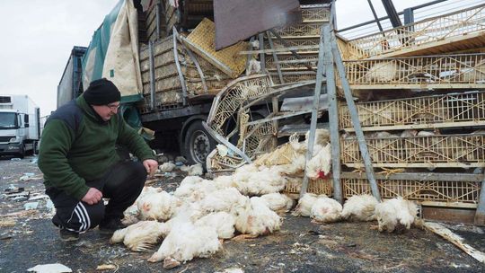 Wypadek na obwodnicy: Zderzyły się dwie ciężarówki, w jednej były kurczaki Wypadek na obwodnicy: Zderzyły się dwie ciężarówki, w jednej były kurczaki