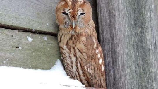 Zimą zwierzęta mają żywić się same