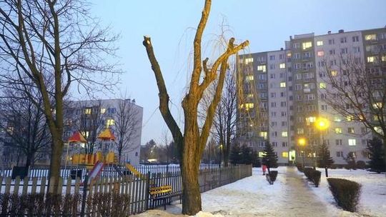 Lublin: Z okazałej wierzby zostały kikuty