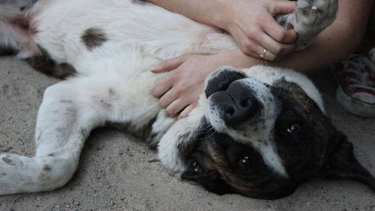 Psiaki do adopcji z Krzesimowa Psiaki do adopcji z Krzesimowa