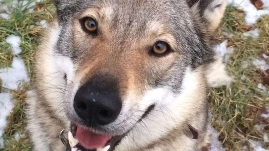 Wilczak czechosłowacki