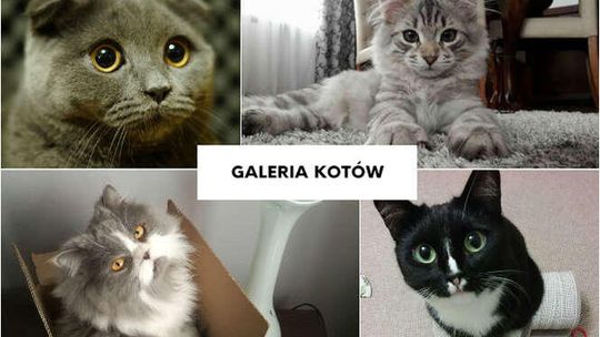 Światowy Dzień Kota: Zwierzaki naszych Czytelników