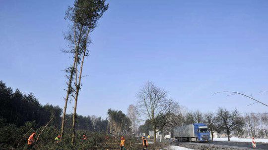 Budowa S17. Wycinka drzew na odcinku Skrudki - Kurów Zachód