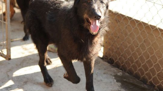 Psy z Krzesimowa do adopcji