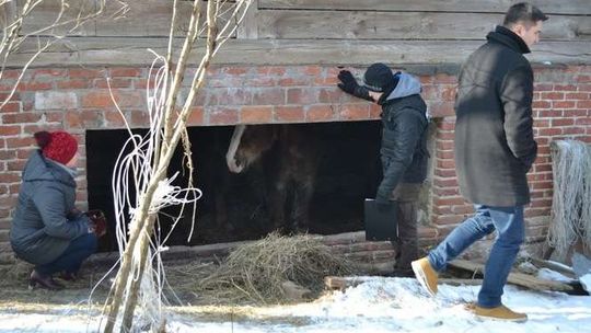 Kazimierz Dolny: Inspektorzy odebrali zwierzęta