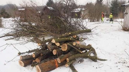 Wycinka drzew pod budowę przedłużenia ul. Monte Cassino