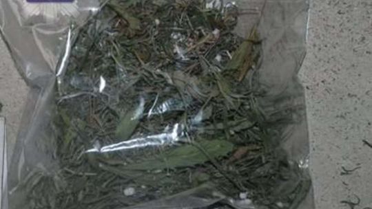 Gm. Kąkolewnica: Konopie w mieszkaniu