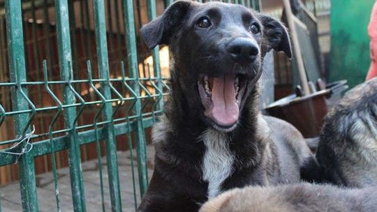 Psy do adopcji ze schroniska w Krzesimowie