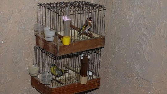 Bezprawnie trzymał chronione ptaki