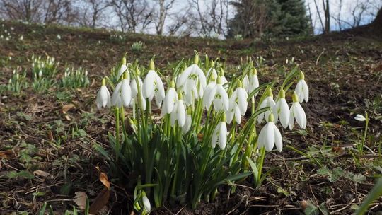 Pierwsze oznaki wiosny w Ogrodzie Botanicznym UMCS