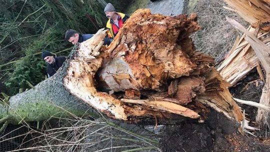 Góra Puławska: Drzewo runęło na drogę