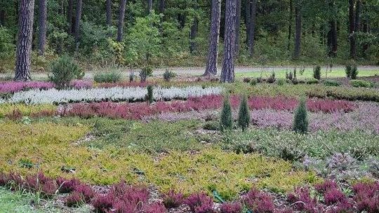 Arboretum leśne w Nadleśnictwie Janów Lubelski 