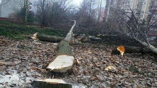 Wycinka drzew na Czechowie