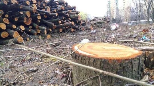 Wycinka drzew między ul. Orkana i Hetmańską Wycinka drzew między ul. Orkana i Hetmańską