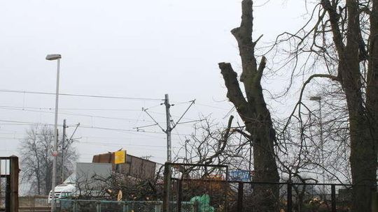 Wycinka drzew na stacji Puławy