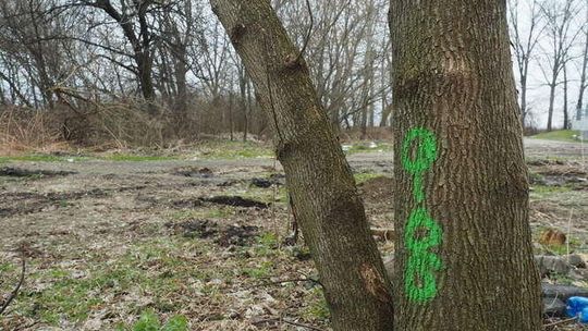 Drzewa do wycinki przy ul. Koncertowej