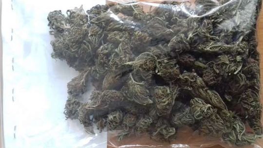 Domowa uprawa konopi indyjskich w Puławach