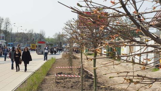 Al. Tysiąclecia: Sadzą drzewa, które mają zasłonić kioski