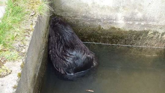 Strażnicy miejscy uratowali bobra