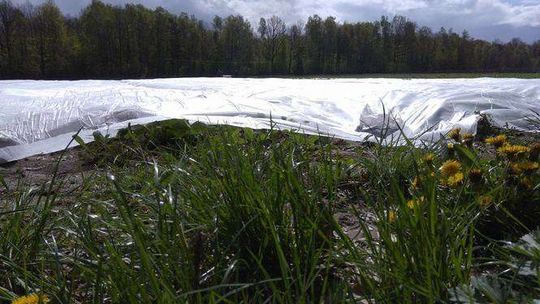 Ochrona z agrowłókniny plantacji truskawek w Rzeczycy