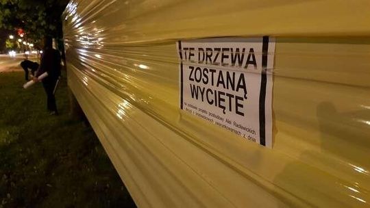 Oklejone drzewa wzdłuż Al. Racławickich