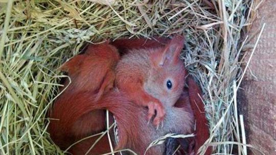 Małe wiewiórki-sieroty