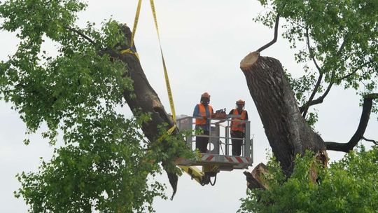 Plac Litewski: Wycięcie 120-letniej topoli czarnej zwanej Baobabem