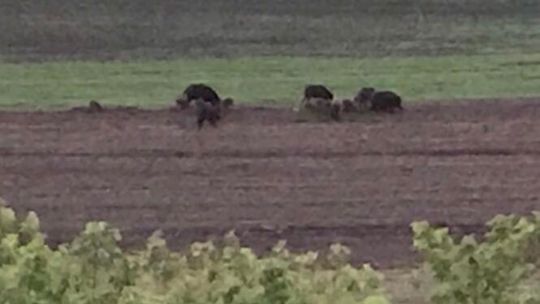 Dziki na górkach czechowskich