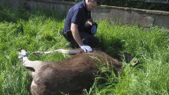 Łoś na boisku szkolnym
